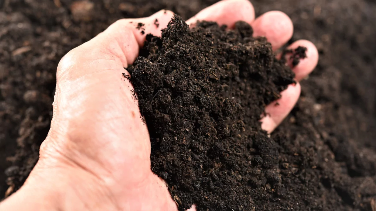 Organic soil