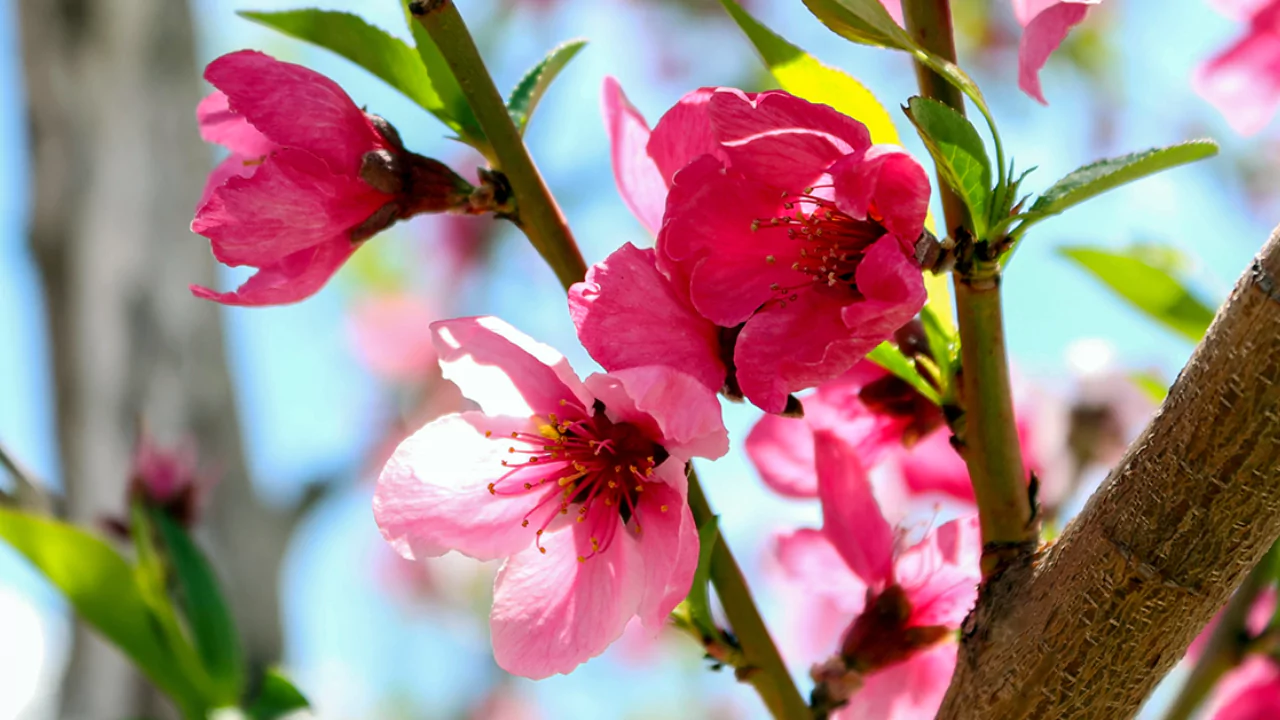 Peach Tree Blooms (All You Need To Know) 1 Ornamental peach trees sometimes can produce fruit