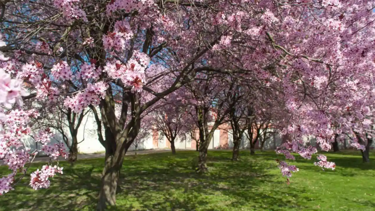 11 Trees That Look Just Like Japanese Cherry Blossom 4 Ornamental plum tree