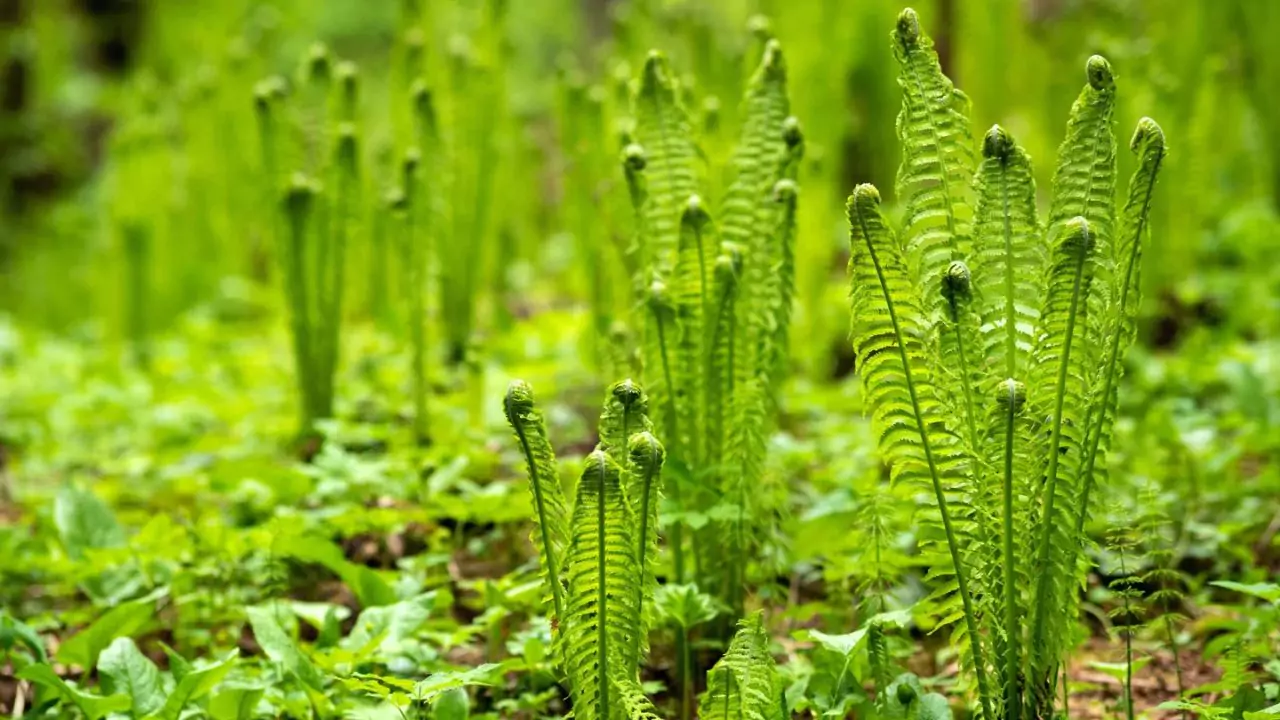 21 Hardy Fern Varieties