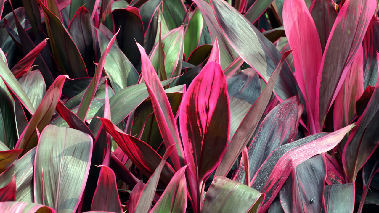 Cordyline Problems: Common Issues and Cures 4 Outside Cordyline