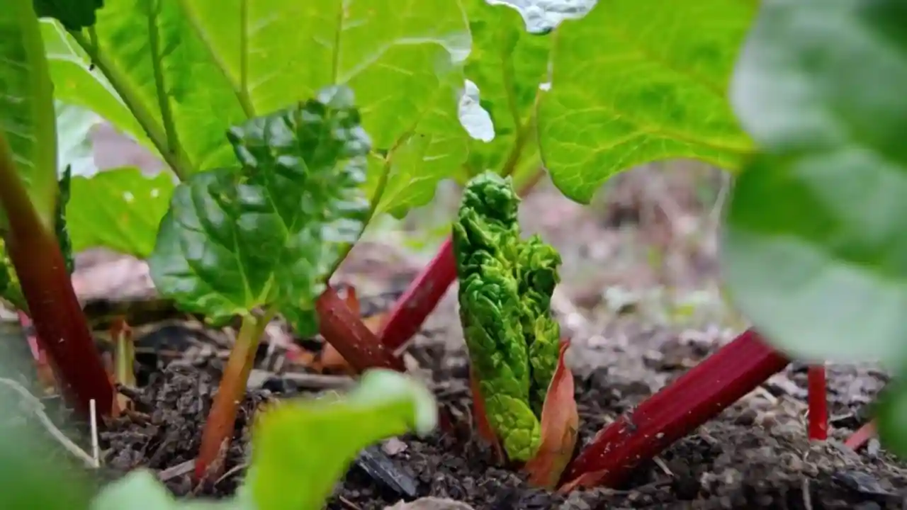 Why Is My Rhubarb Wilting? (4 Best Solutions) 2 Overwatering Rhubarb