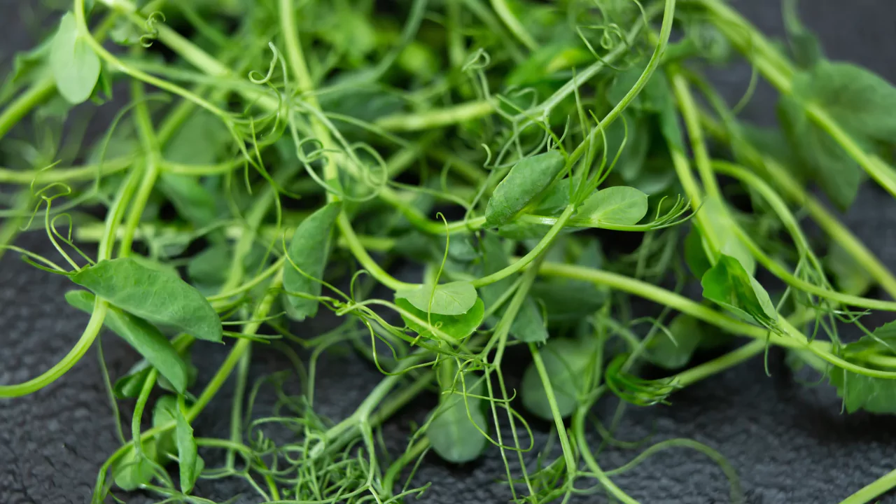 5 Microgreens That Regrow After Cutting 1 Pea Shoots