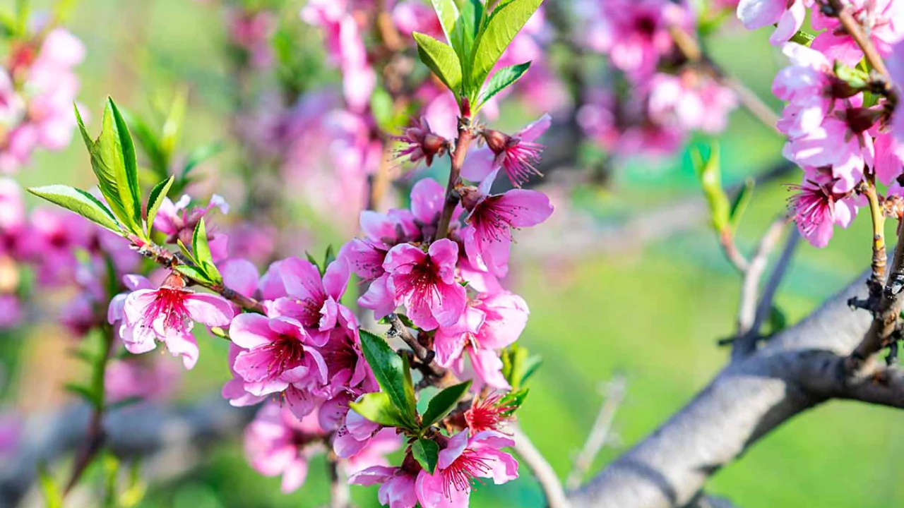 Peach Tree Blooms (All You Need To Know) 3 Peach tree flowers