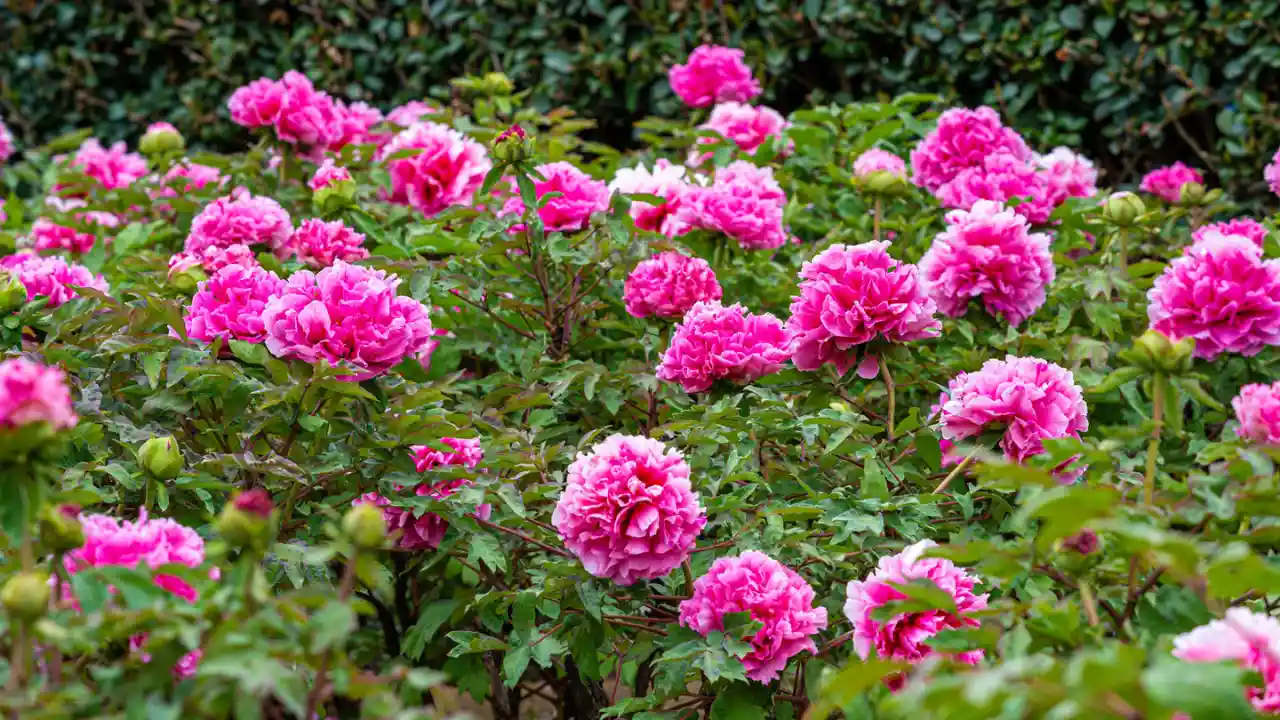 What To Do with Your Peony Bushes After They Bloom