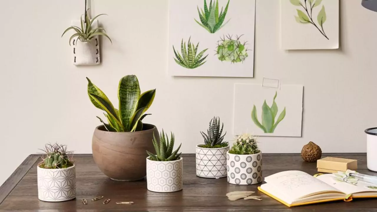Will Vinegar Kill Succulents? 6 Perfect succulents for office 1