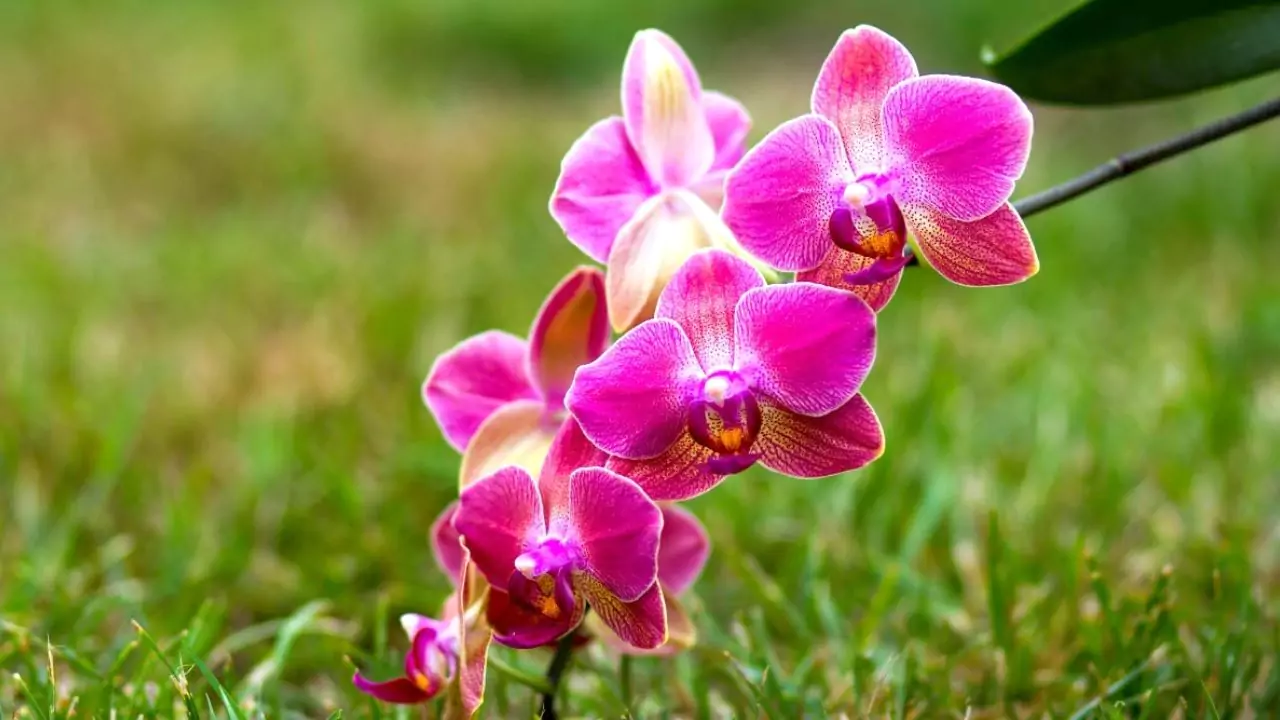 Phalaenopsis orchids 1