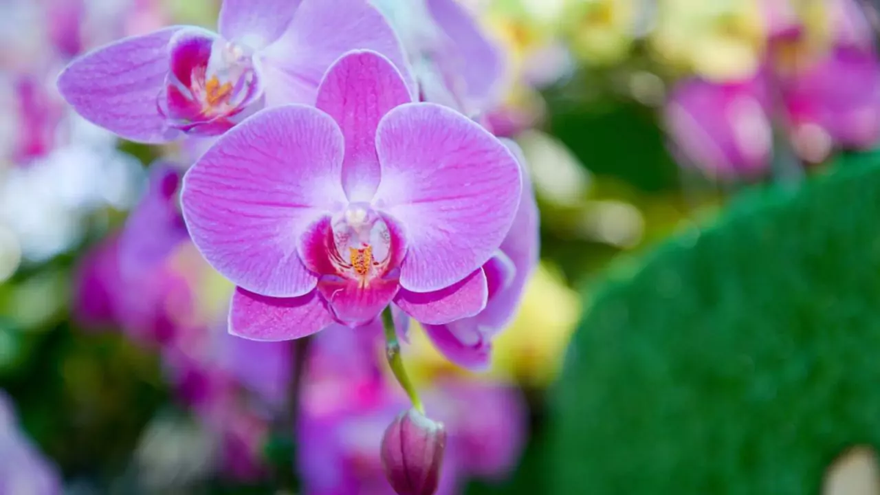 Phalaenopsis orchids