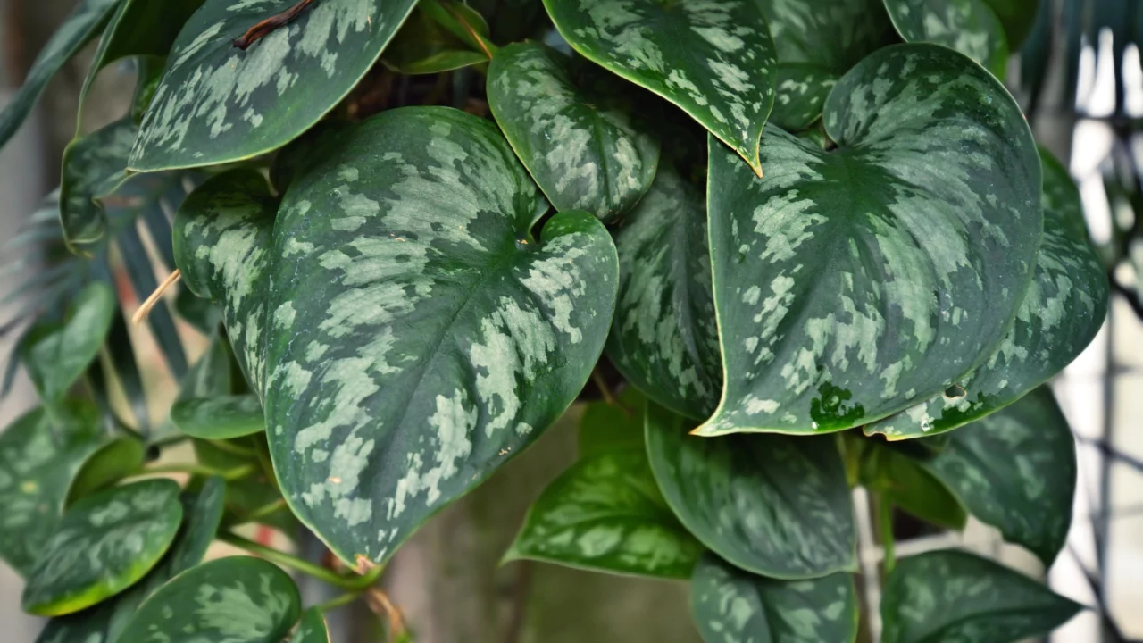 Philodendron Pothos 1