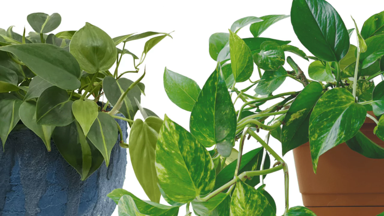 Philodendron Pothos