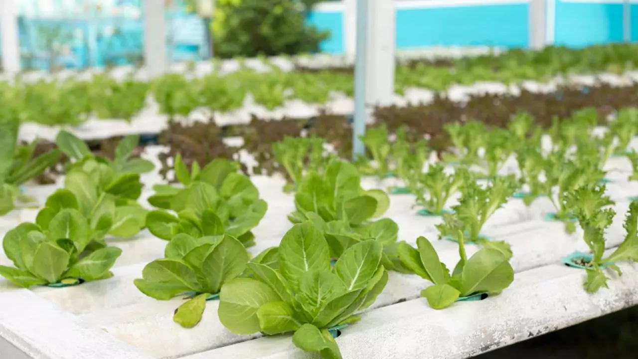 How to Fix Nutrient Deficiency in Aquaponics 2 Phosphorus deficiency in aquaponics