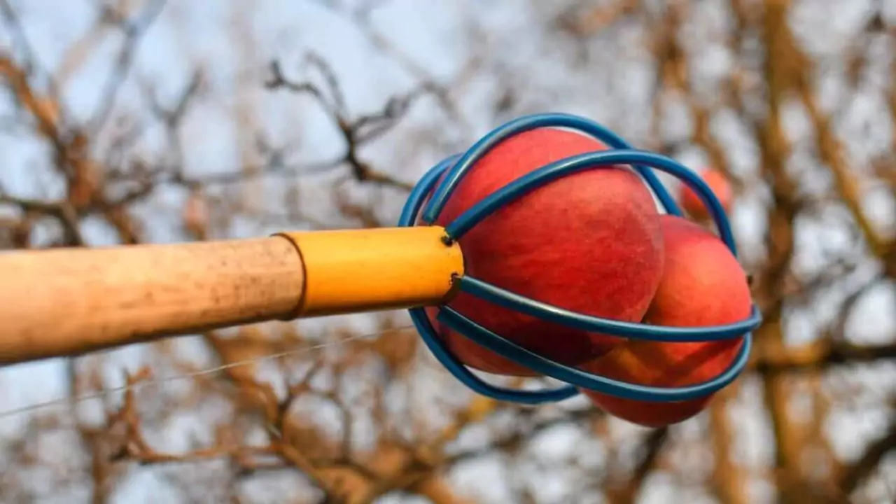 Picking apples