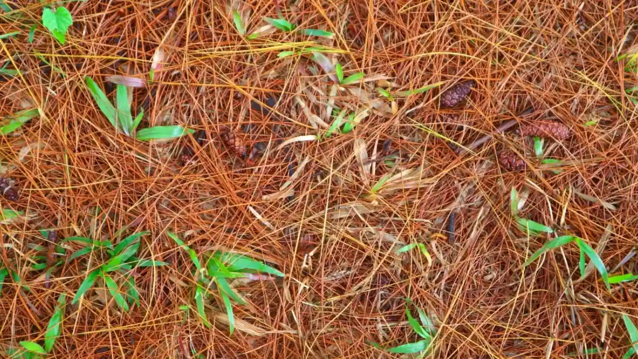 Pine needles mulch