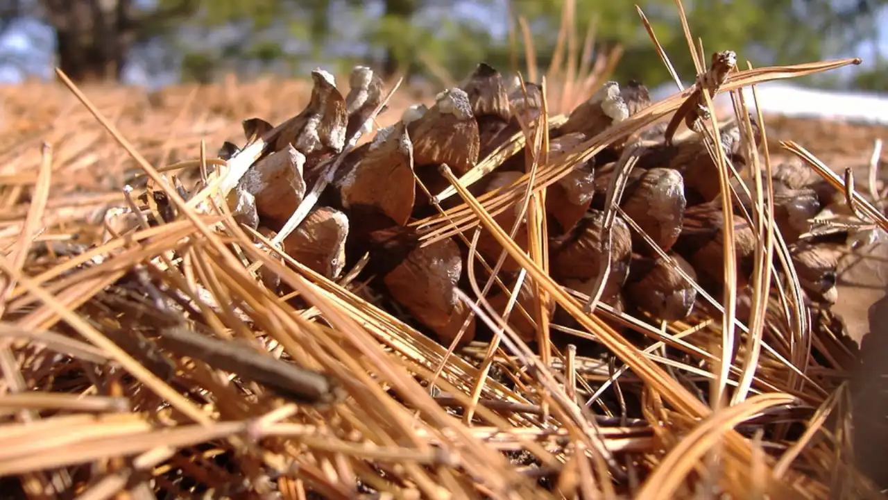 Pine needles