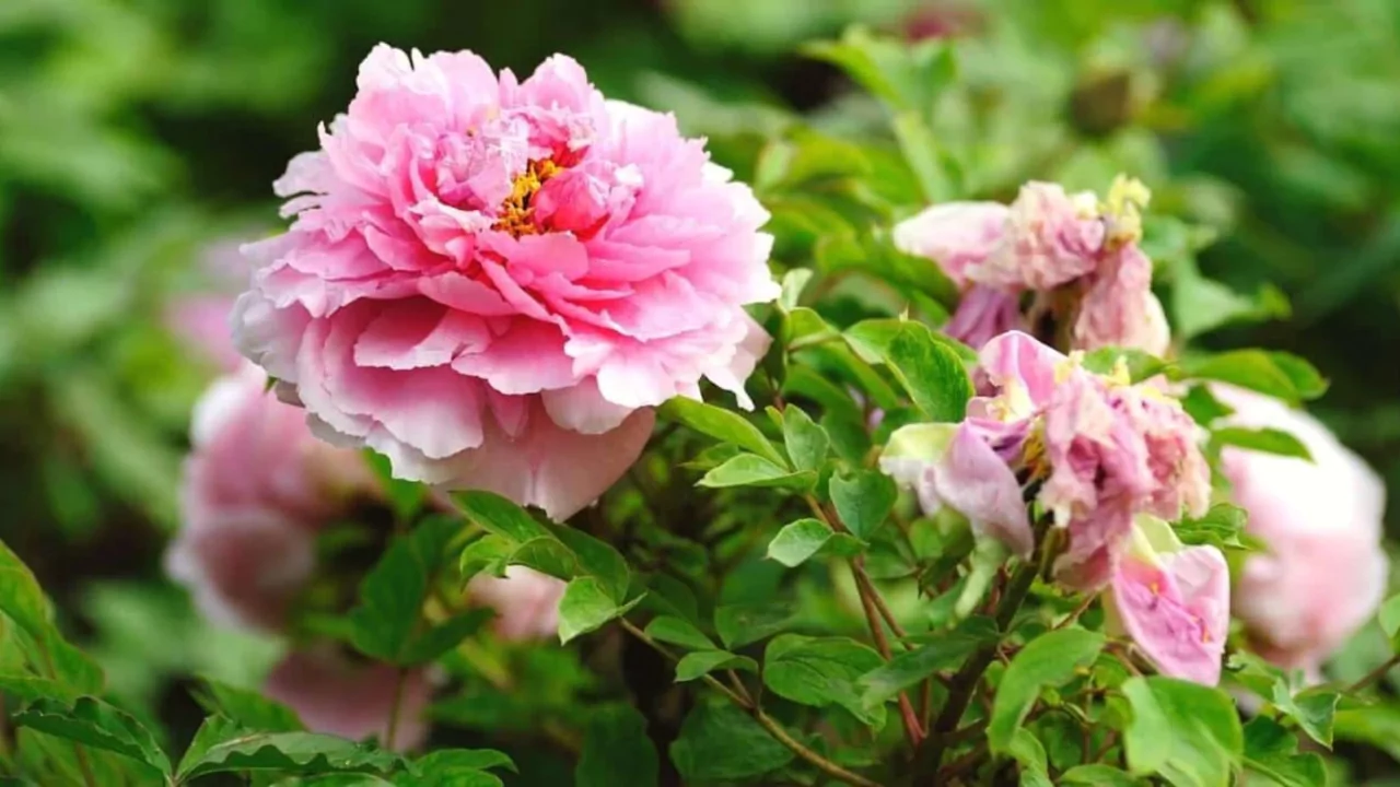 What To Do with Your Peony Bushes After They Bloom 1 Pink Peony bush flowering