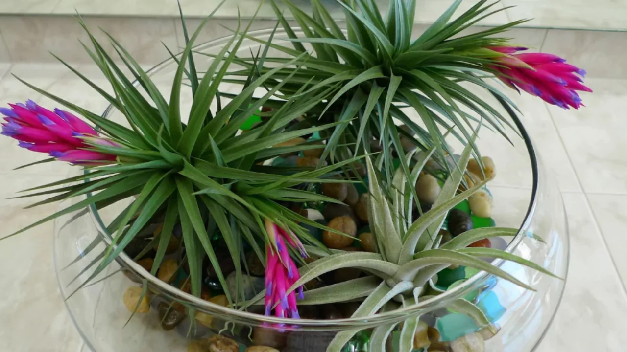 Pink Quill inside