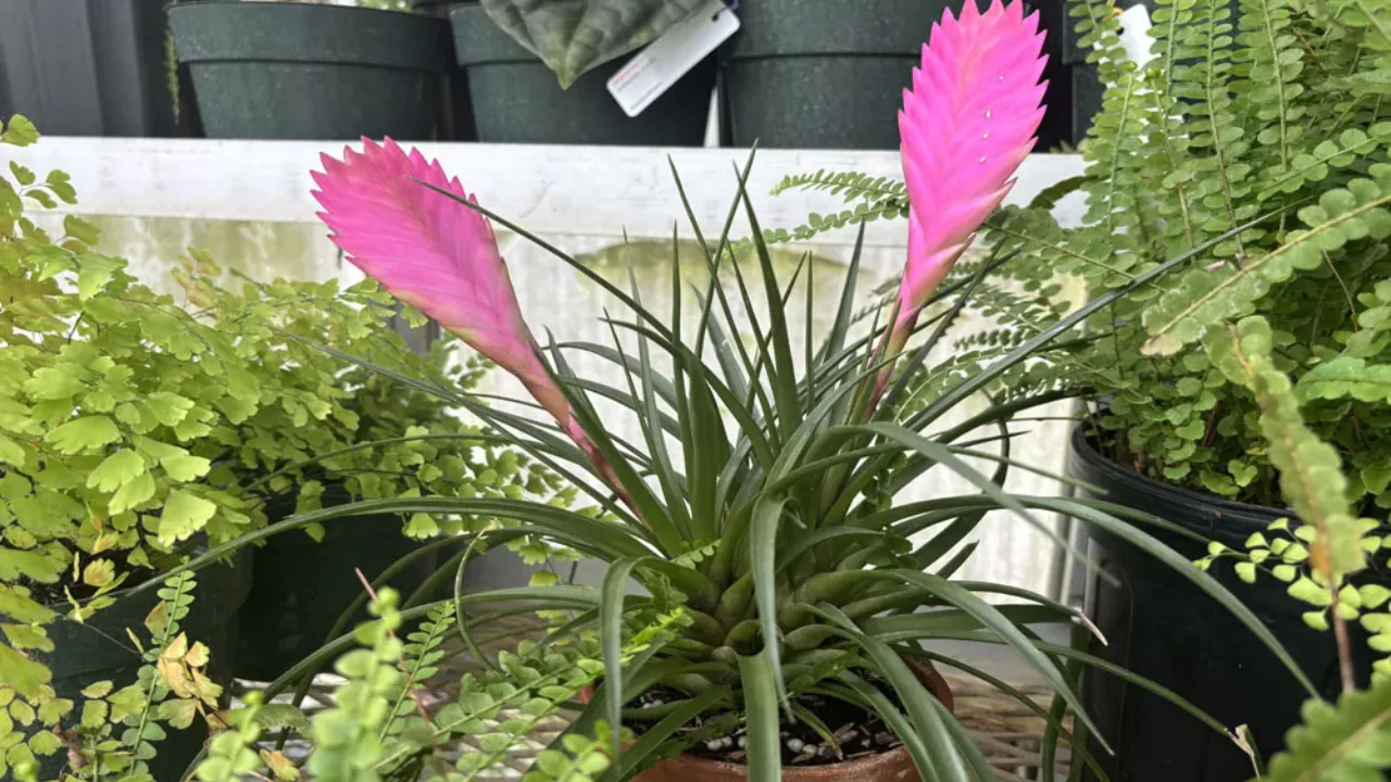 Pink Quill outside