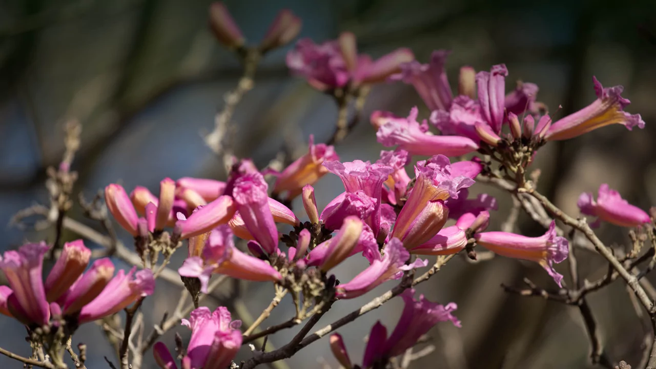 11 Trees That Look Just Like Japanese Cherry Blossom 10 Pink Trumpet Trees