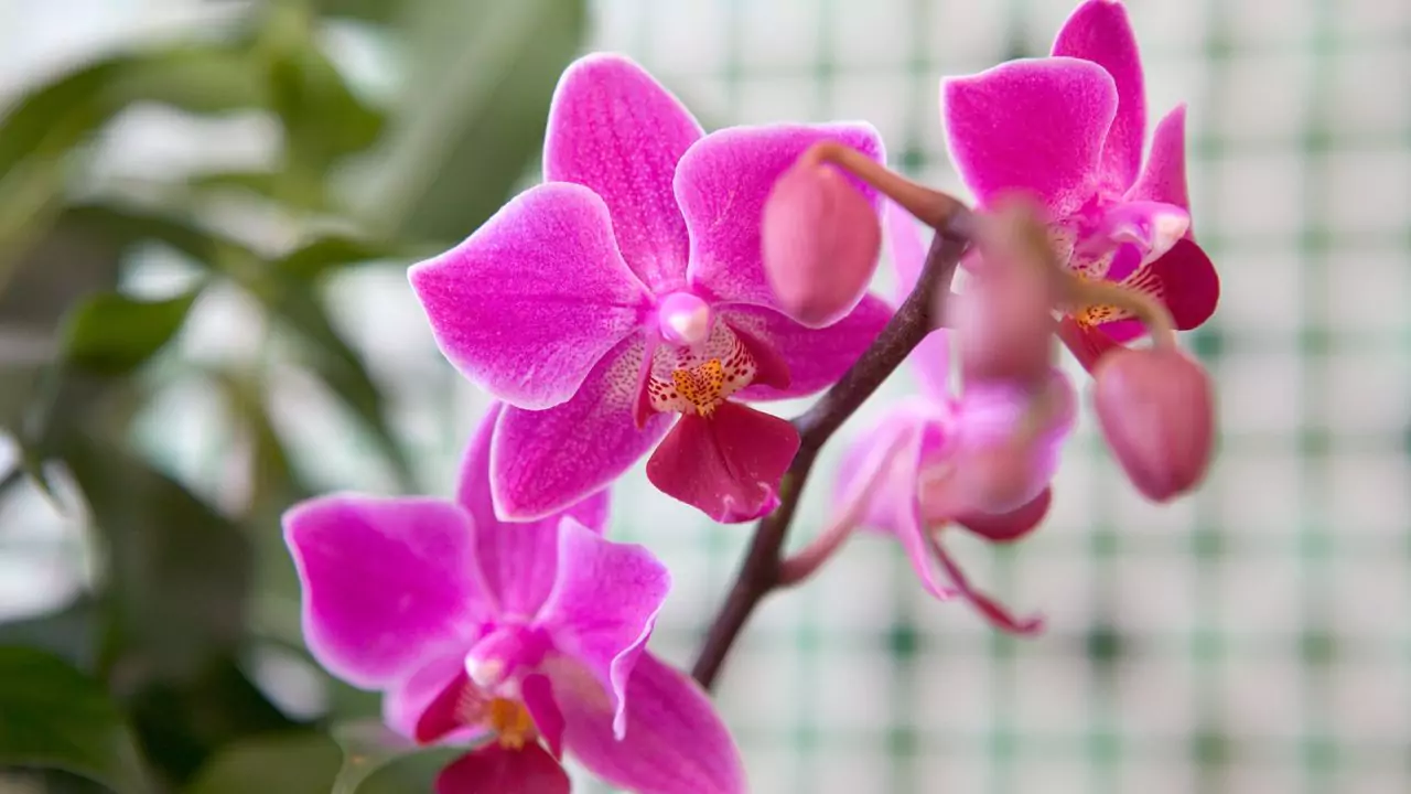 Pink orchids