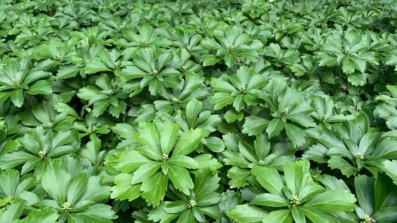 How Much Pachysandra Do You Need? 2 Plant Pachysandra 2