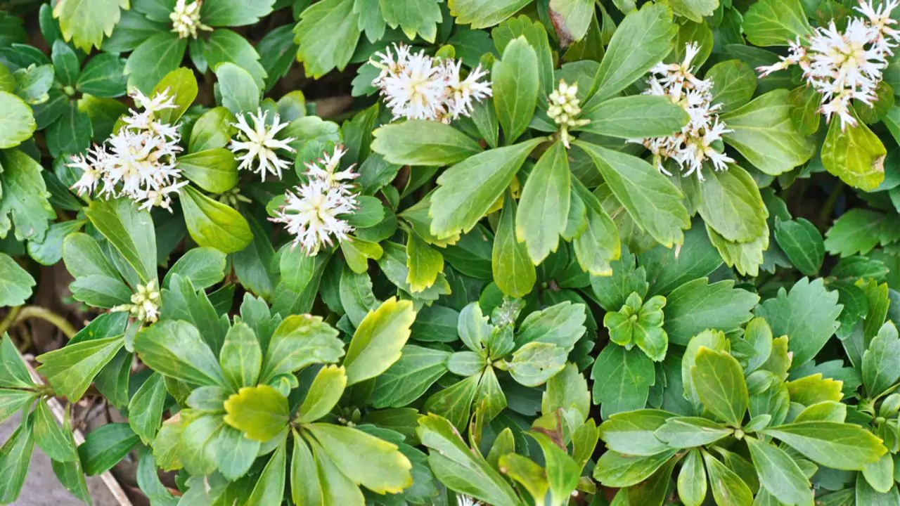 How Much Pachysandra Do You Need? 1 Plant Pachysandra