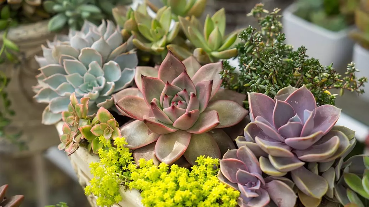 Plant cacti succulents 1