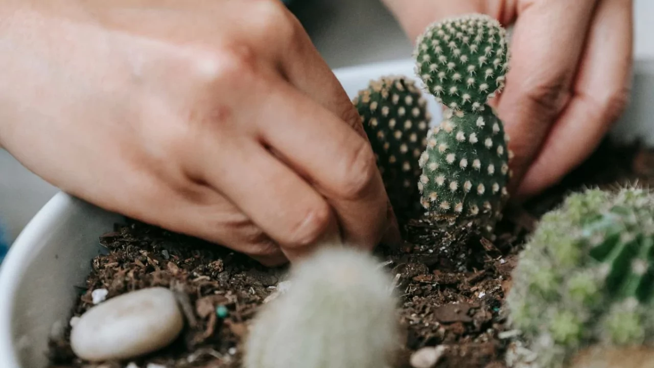 Plant cacti succulents