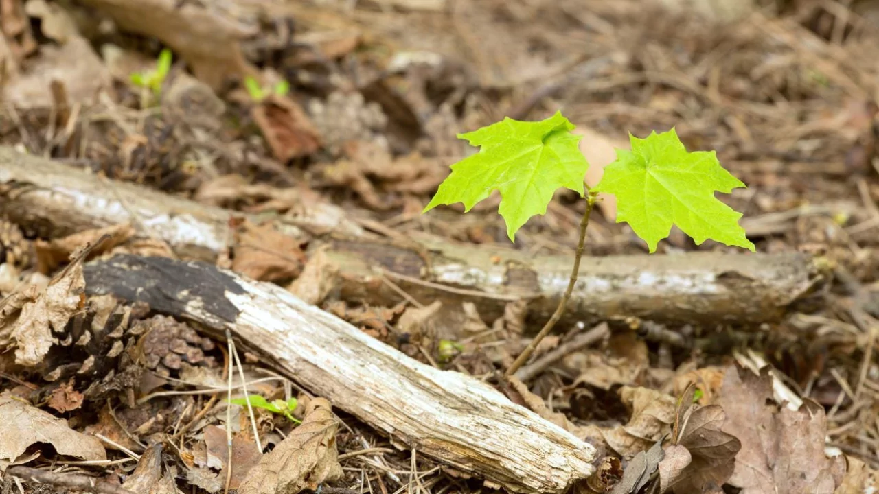 Planting Maple tree