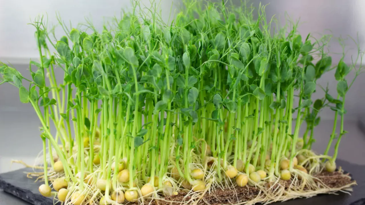 Planting microgreens at home