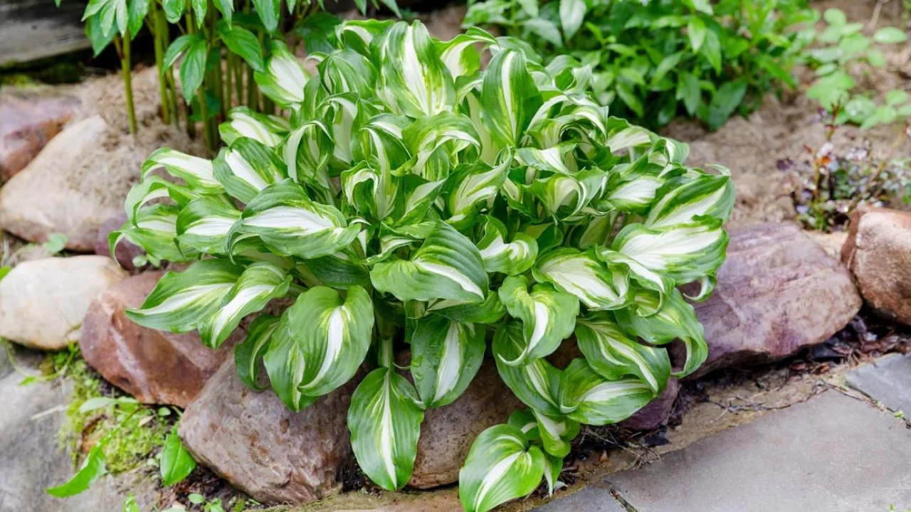 Do Plants Die of Old Age? Everything You Need to Know 5 Plants Live