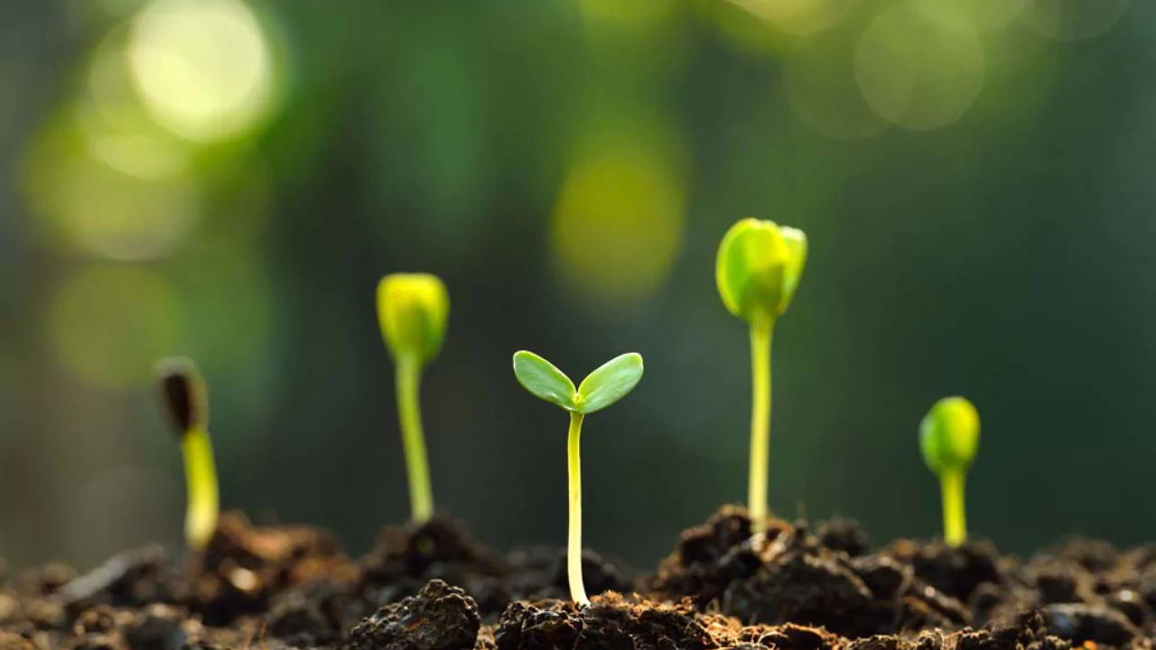 Do Plants Die of Old Age? Everything You Need to Know 4 Plants genetic characteristics