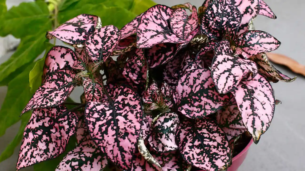 The Polka Dot Plant – A Complete Guide 1 Polka Dot Plant