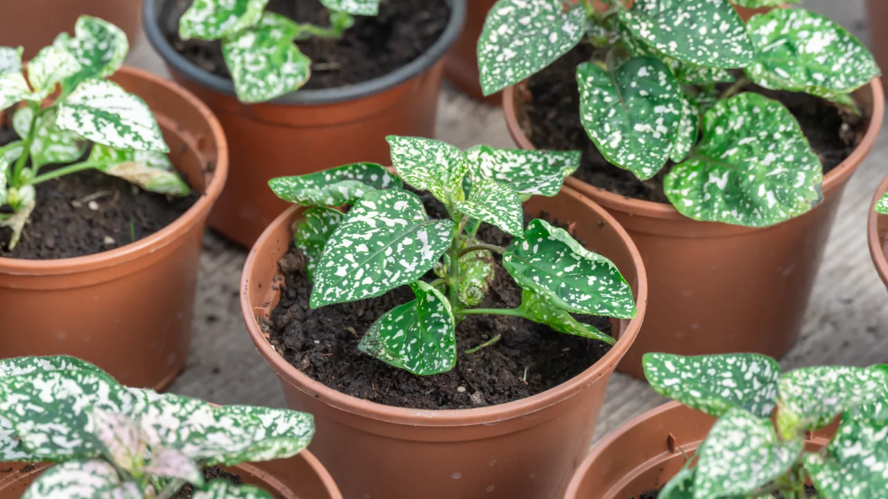 The Polka Dot Plant – A Complete Guide 6 Polka Dot plant Aphids problem