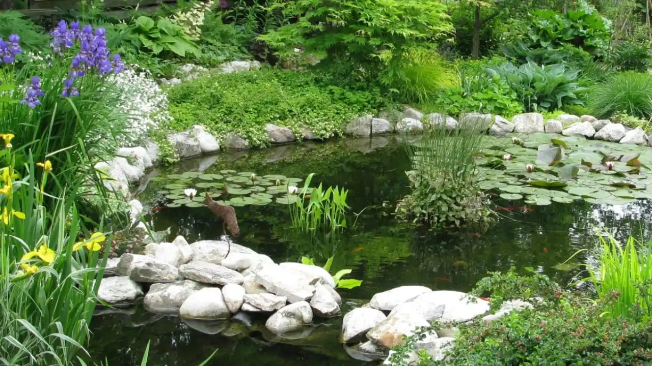 Do Garden Ponds Overflow When It Rains