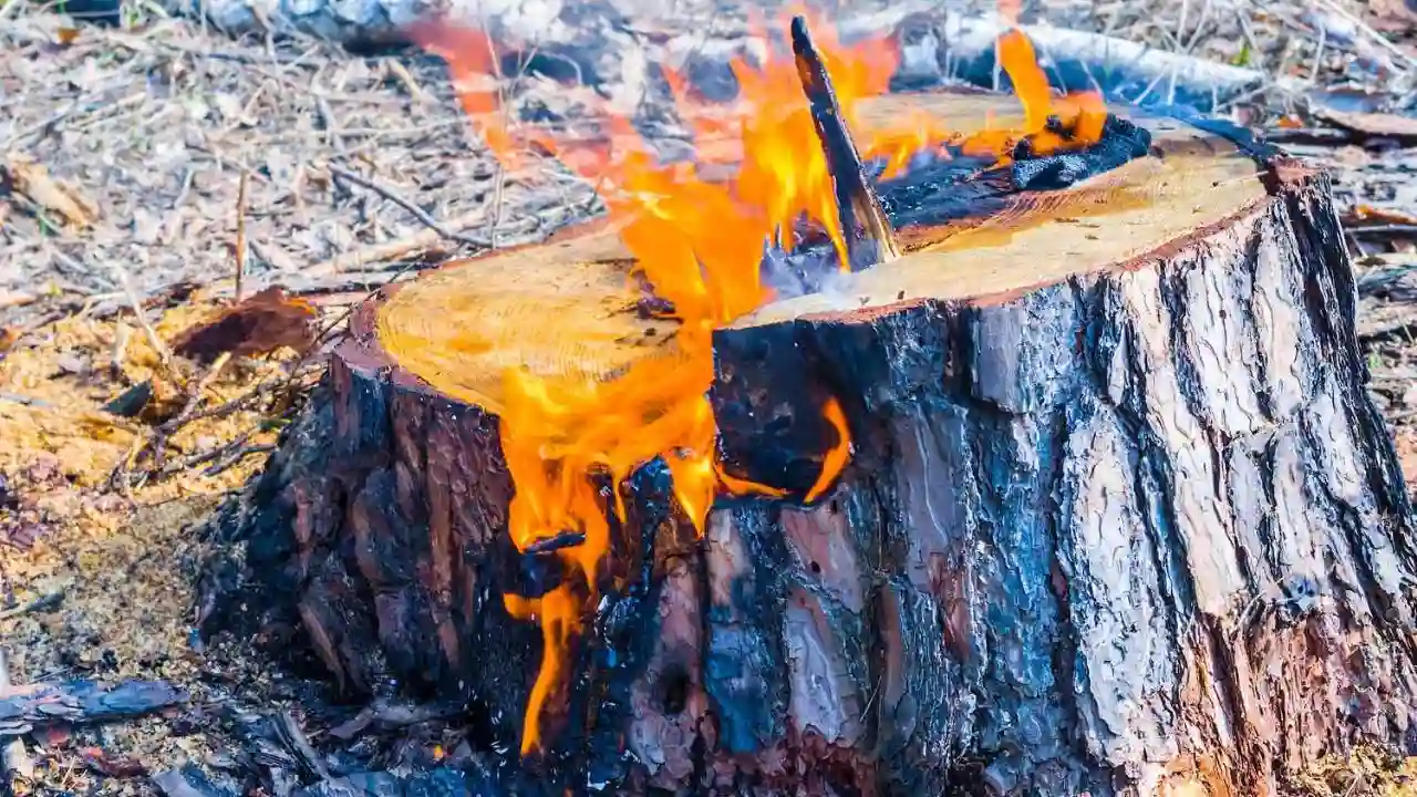 4 Proven Ways to Kill Tree Stumps