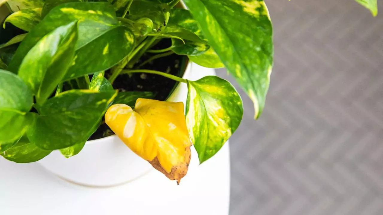 Prevent Pothos from turning brown