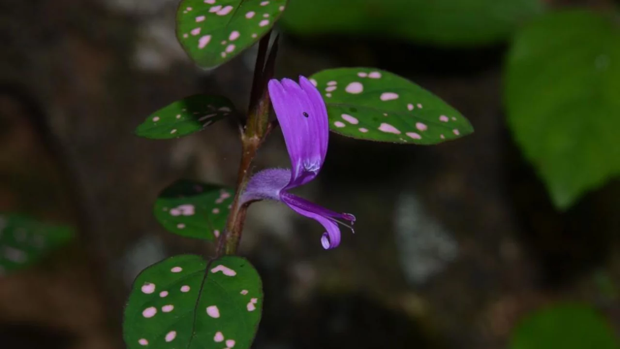 The Polka Dot Plant – A Complete Guide 2 Propagation Polka Dot plant