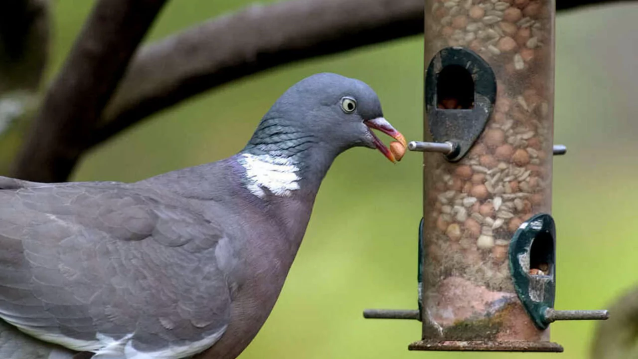 How to Make a Bird Table Pigeon-Proof 1 Protect bird table