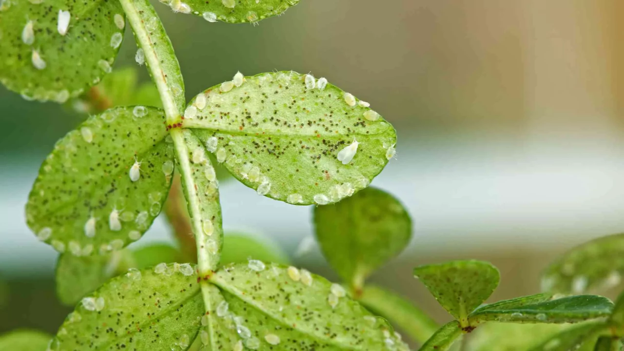 Can You Drown Aphids