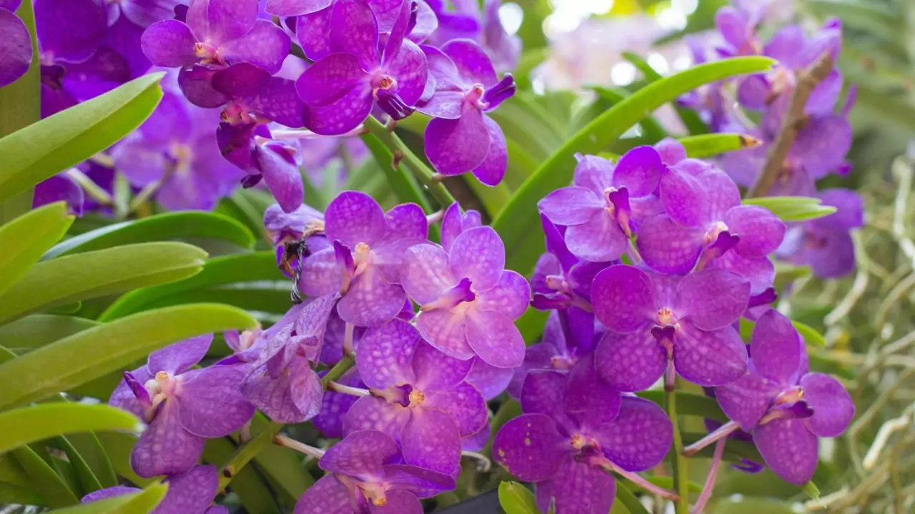 Purple Orchids