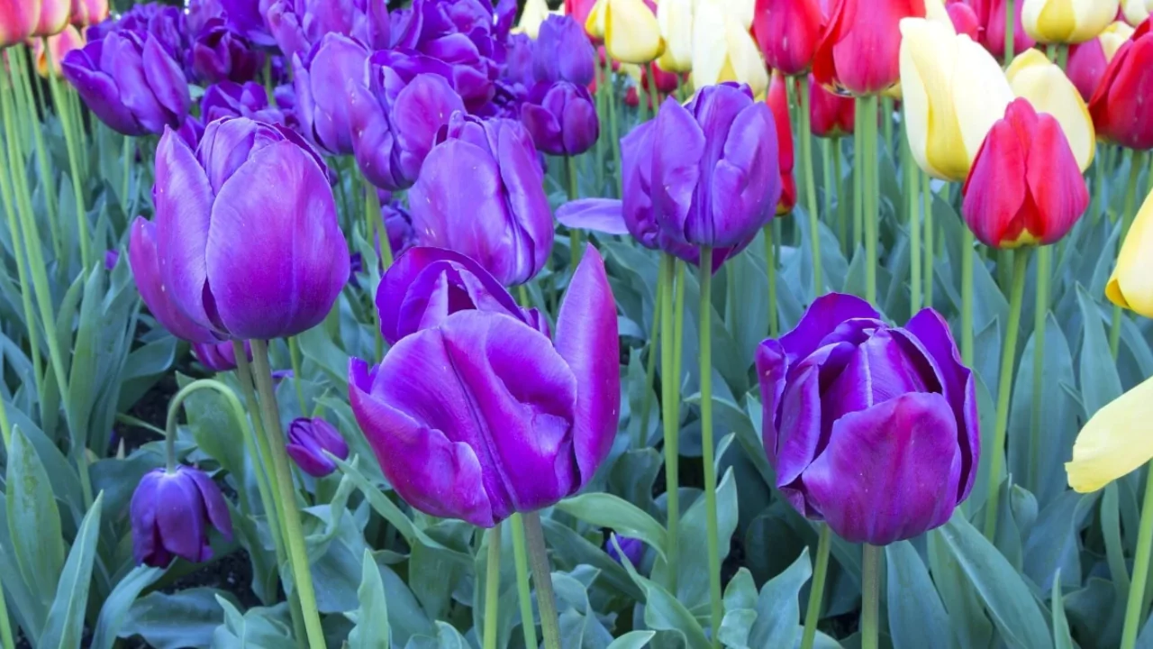 Purple tulips