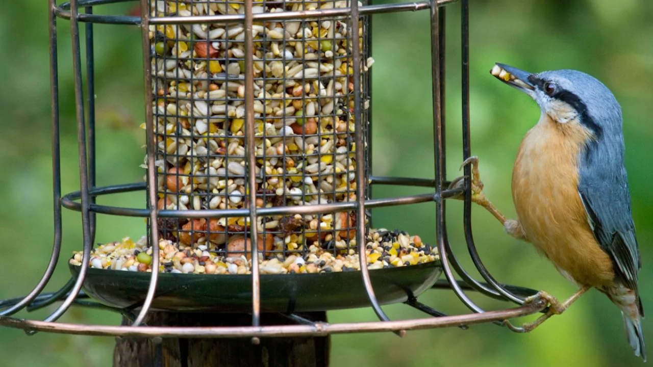 Put bird feeder away