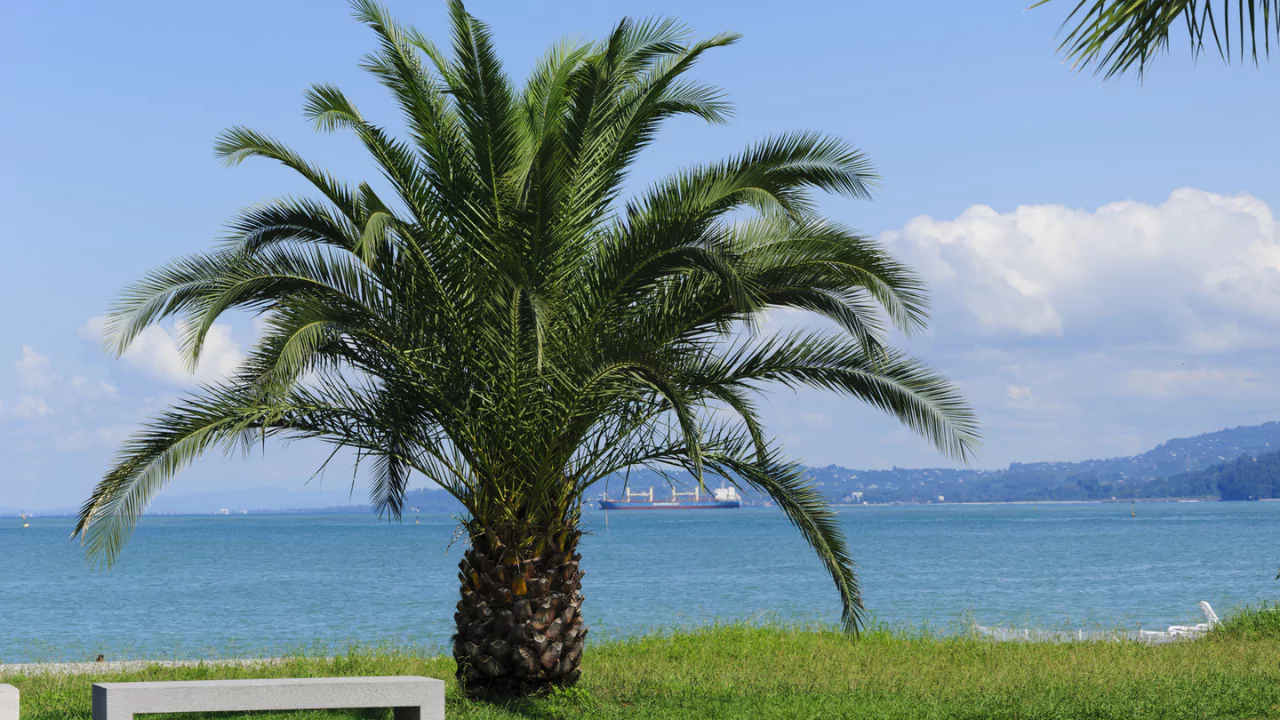 How to Create a Tiki Paradise in Your Backyard 3 Pygmy Date Palm