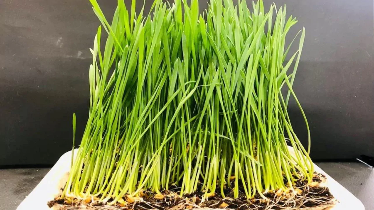 Wheatgrass Seeds for Sprouting – Grower’s Guide 4 Raw wheatgrass