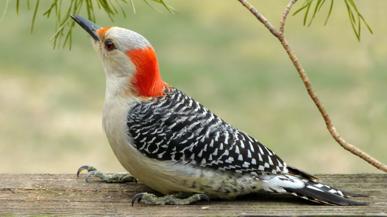 12 Backyard Birds of Ohio 4 Red Bellied Woodpecker