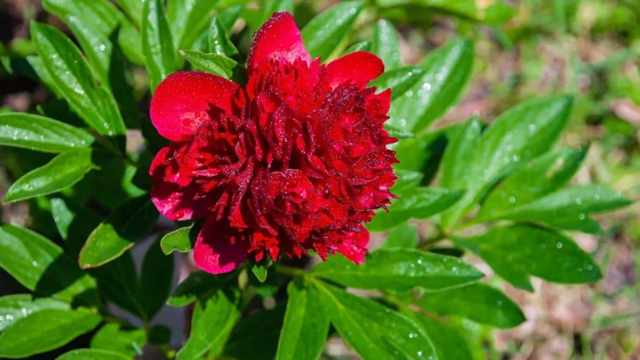 What To Do with Your Peony Bushes After They Bloom 5 Red Peony flower