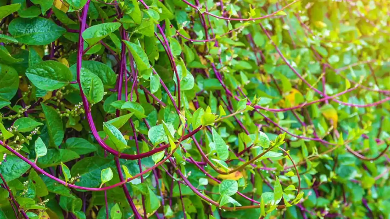 Growers Guide For Red Spinach