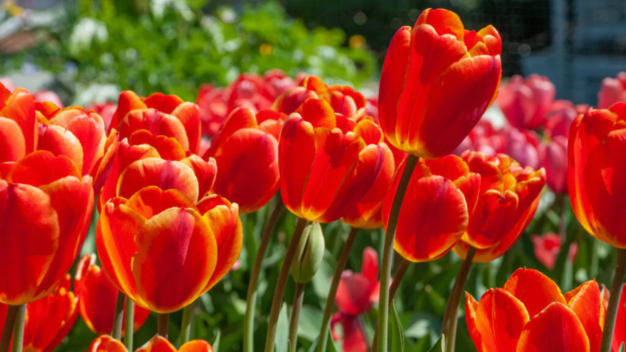 Red tulips