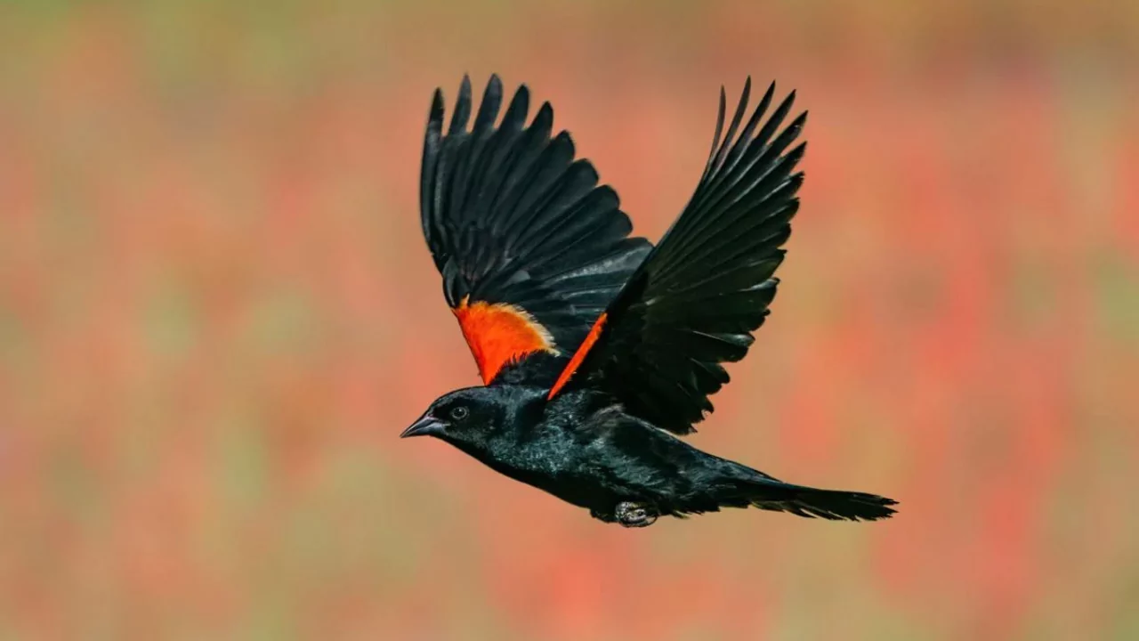 12 Backyard Birds of Ohio 6 Red winged Blackbird