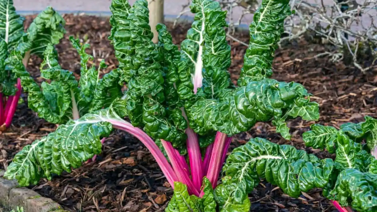 Why Is My Rhubarb Wilting? (4 Best Solutions) 4 Rhubarb in a garden